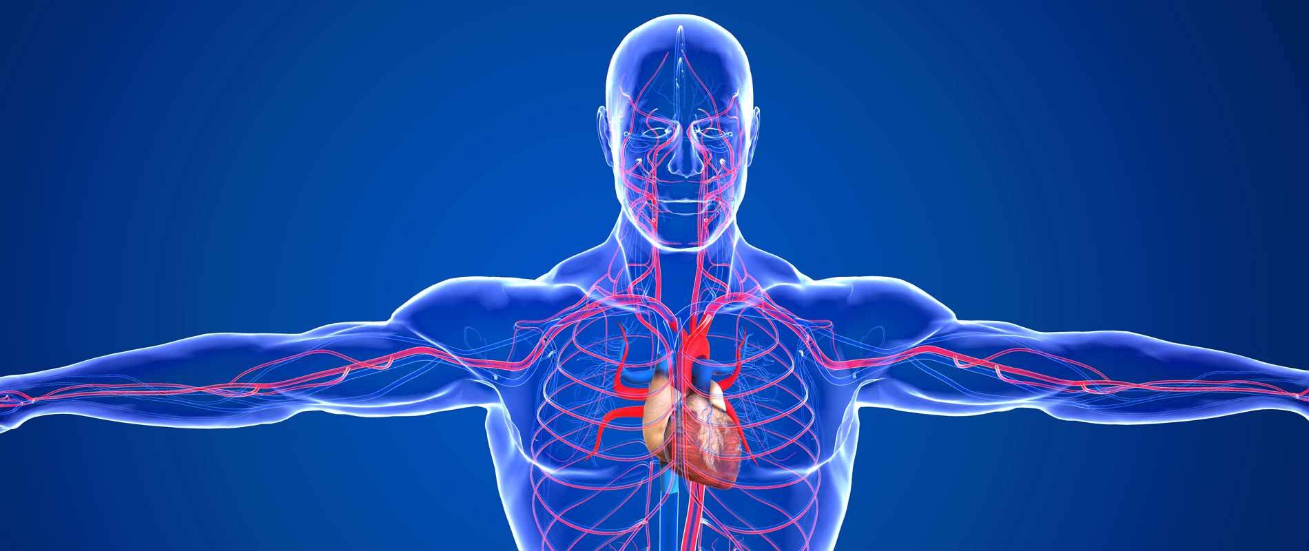 How to Improve Blood Circulation in Your Body | Boost Blood Flow