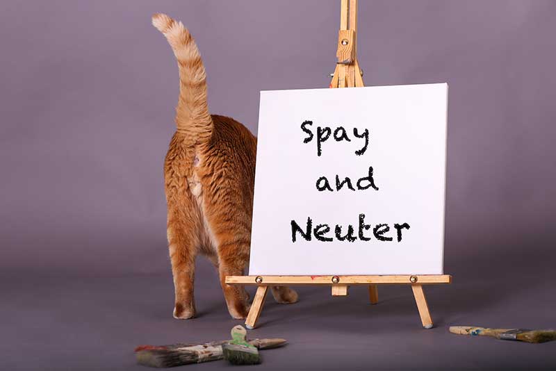 Neutering and Spaying