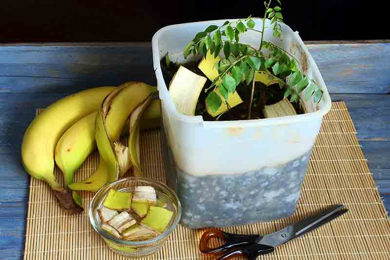 Banana Peel fertilizer